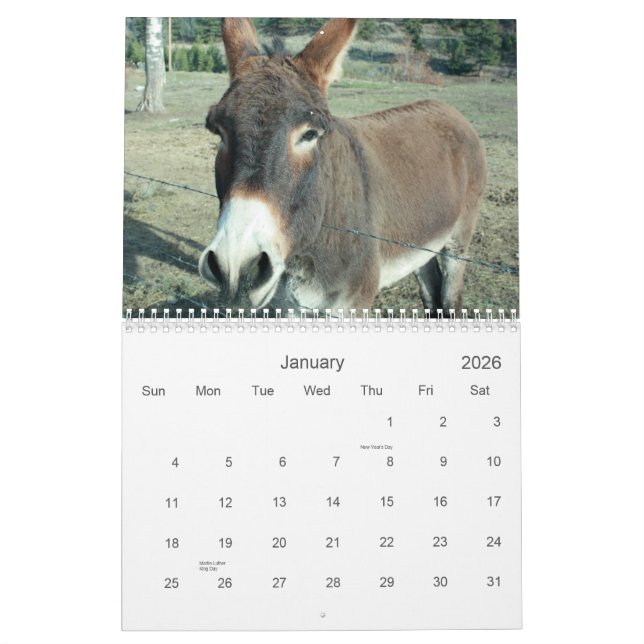 24-Month Darling Donkey Calendar (Jan 2026)