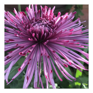 24"x24" Chrysanthemum Photo Print