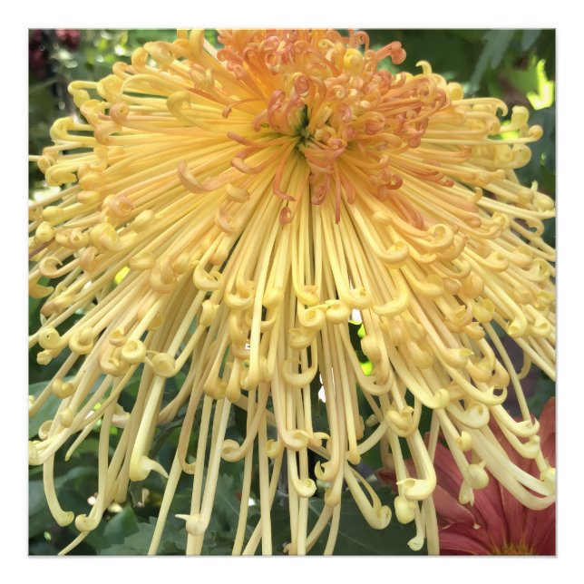24"x24" Chrysanthemum Photo Print (Front)