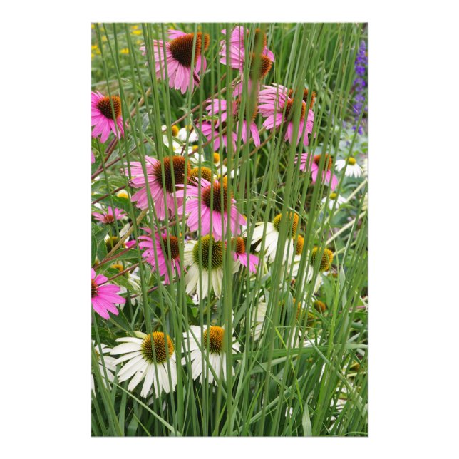 24"x36" Coneflowers Photo Print (Front)