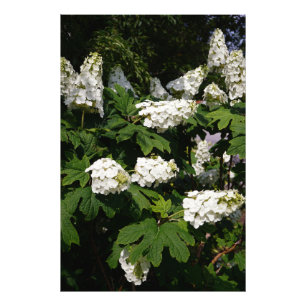 24"x36" Oakleaf Hydrangea Photo Print