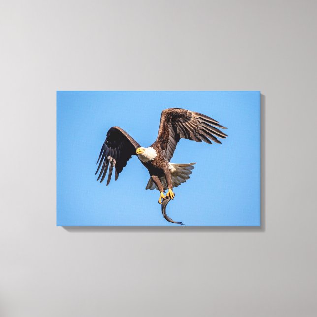 24x16 Bald Eagle with a fish Canvas Print (Front)