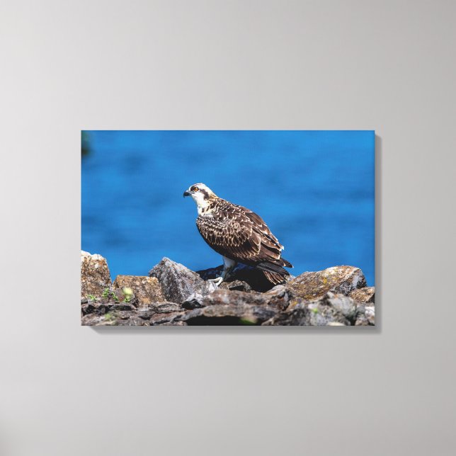 24x16 Osprey on the rocks Canvas Print (Front)