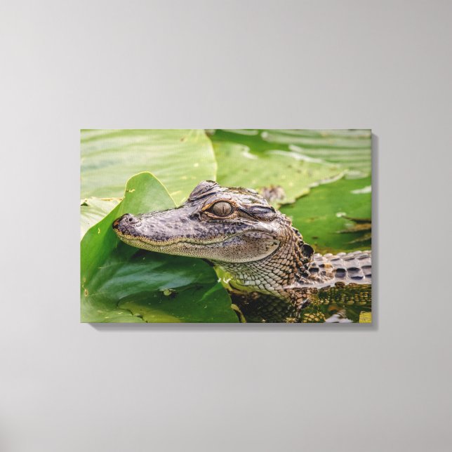 24x16 Young Alligator Canvas Print (Front)