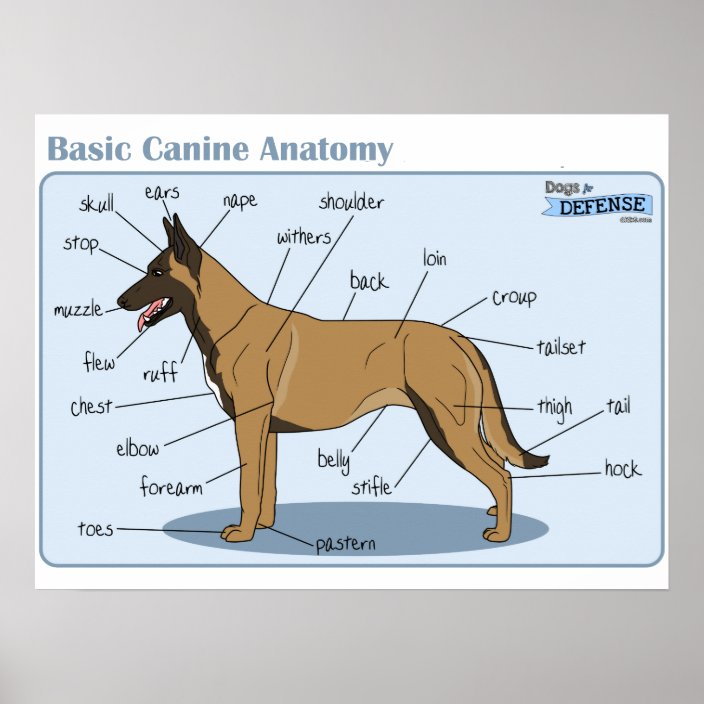 24x18-canine-anatomy-poster-zazzle