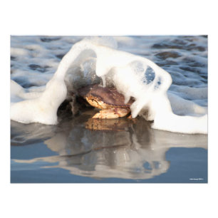 24X18 Dungeness Crab with the Surf Spilling Over! Photo Print