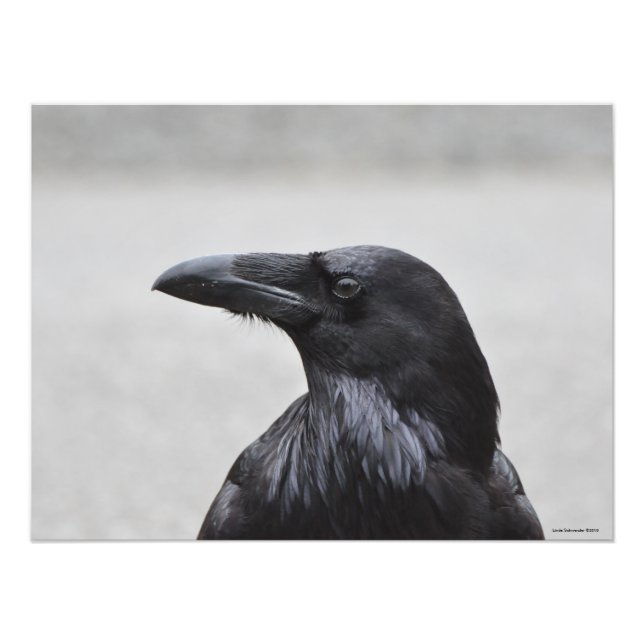 24X18 Raven the Magnificent! Photo Print (Front)