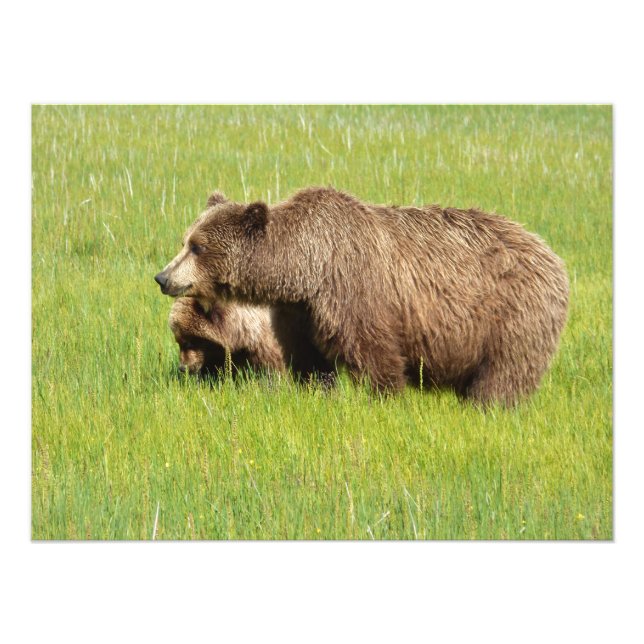 24x18 Satin photo of grizzly bear & cub Print (Front)