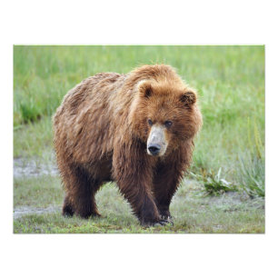 24x18 Satin photo of grizzly bear Print