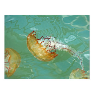 24X18 Sea Nettle Jellyfish Photo Print