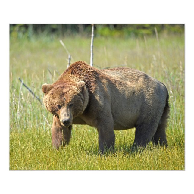 24x20 Satin photo of grizzly bear (Front)