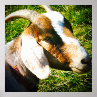 24x24 matte poster. Goat. Personalise! Poster