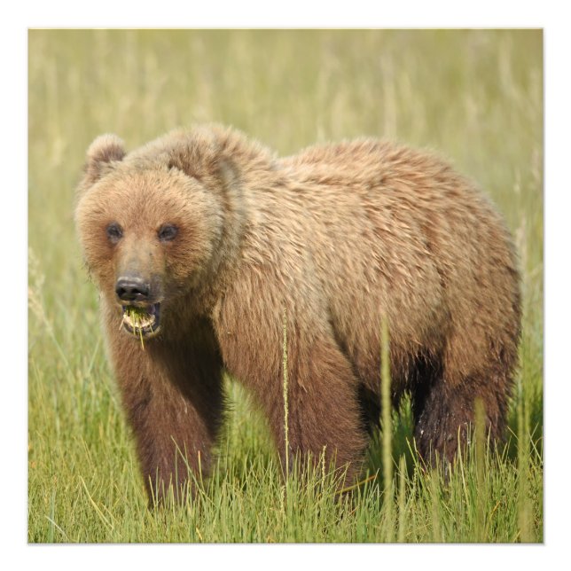 24x24 Satin photo of grizzly bear (Front)
