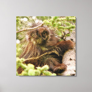 24x24  Wrapped Canvas (Gloss) w/ porcupine