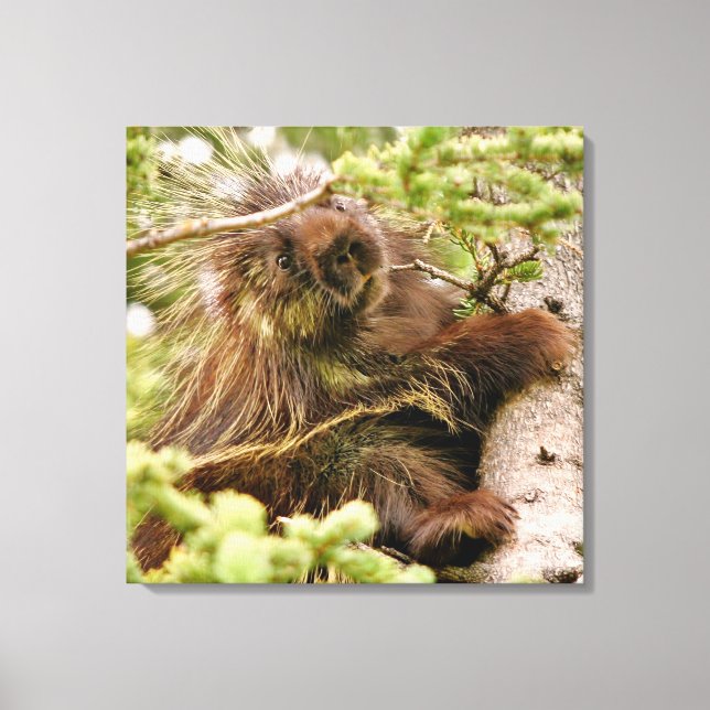 24x24  Wrapped Canvas (Gloss) w/ porcupine (Front)