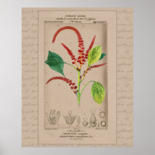 24X30 French Botanical Illustration Amaranthus Poster