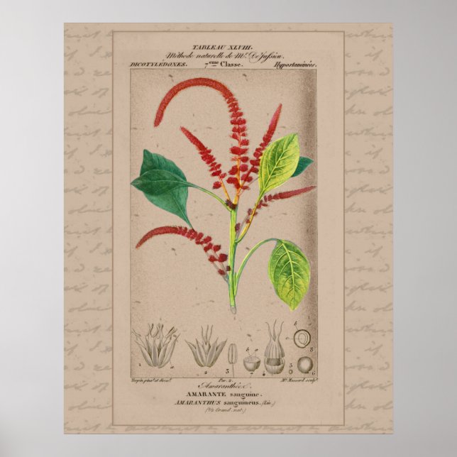 24X30 French Botanical Illustration Amaranthus Poster (Front)