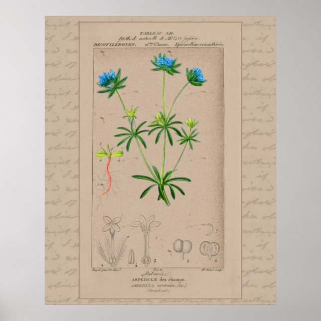 24X30 French Botanical Illustration Blue Woodruff Poster (Front)