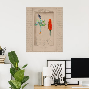 24X30 French Botanical Illustration Snakelily Poster