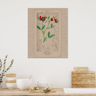 24X30 French Botanical Illustration Sweet Pea Poster