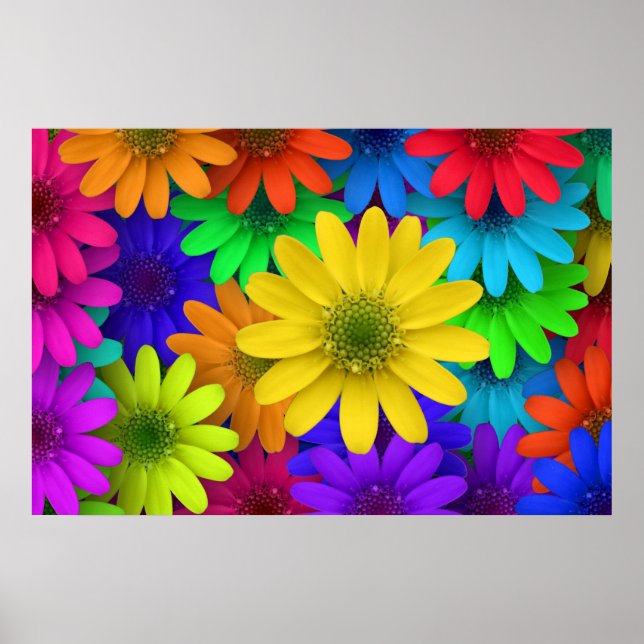 257153 BRIGHT COLORFUL DAISY FLOWERS BACKGROUNDS P POSTER (Front)