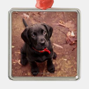 25 Week Old Black Lab Metal Tree Decoration