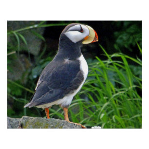 25x20 Glossy Poster w/ puffin
