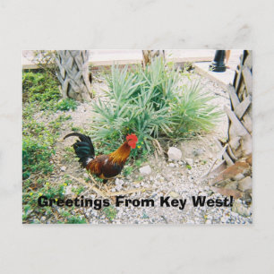 2-12-2007 (2)-07, Greetings From Key West! Postcard