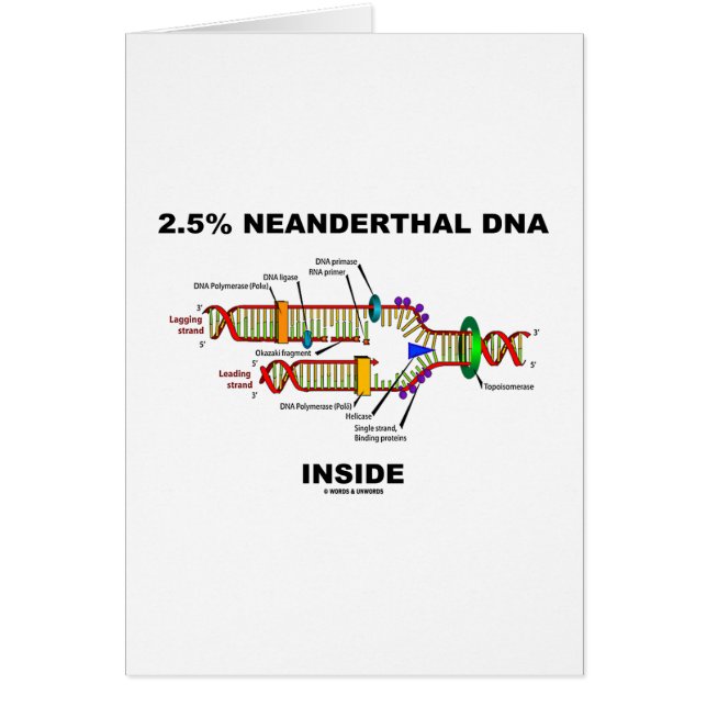 2.5% Neanderthal DNA Inside (DNA Replication) (Front)