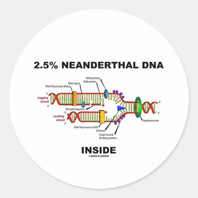 2.5% Neanderthal DNA Inside (DNA Replication) Classic Round Sticker (Front)