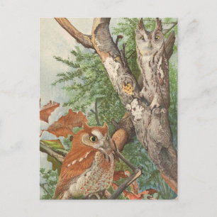 2 angry vintage owls in a tree postcard