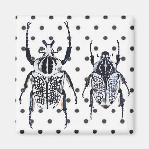 2 Black & White Beetles on Dots Magnet