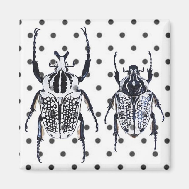 2 Black & White Beetles on Dots Magnet (Front)