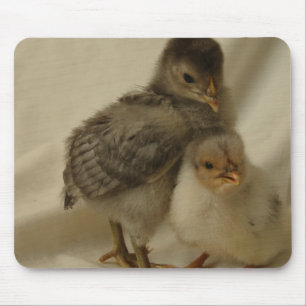 2 Blue/Grey Chicks Mouse Mat