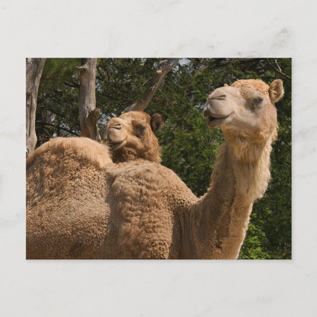2 Camels Postcard (Front)