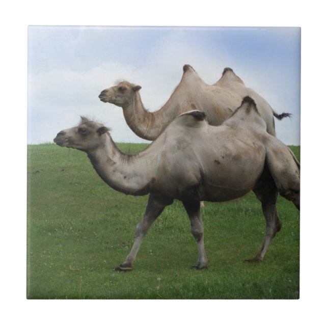 2 Camels Walking in a Field Wild Animals Art Photo Tile (Front)