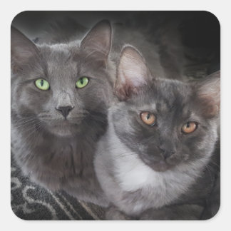 2 cats green eyes orange eyes grey cat black cat square sticker