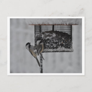 2 Chickadees Postcard