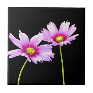 2 Cosmos Tile