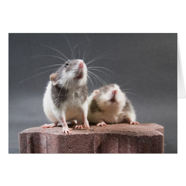 2 cute rats (Front Horizontal)