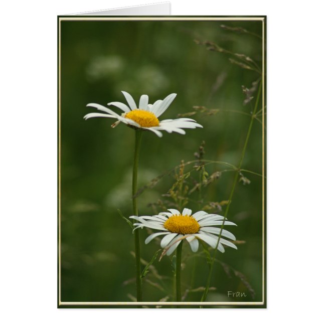 2 daisies (Front)
