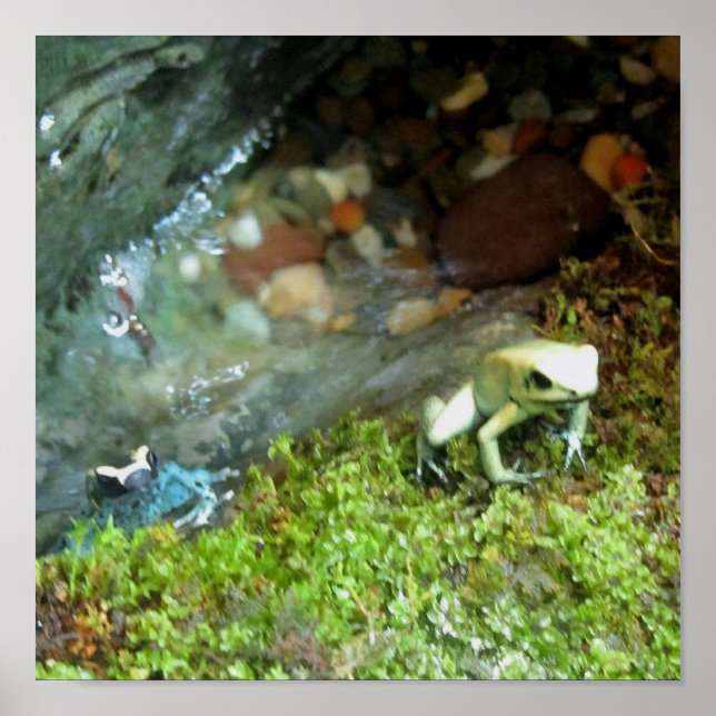 2 Dart Frogs Poster (Front)