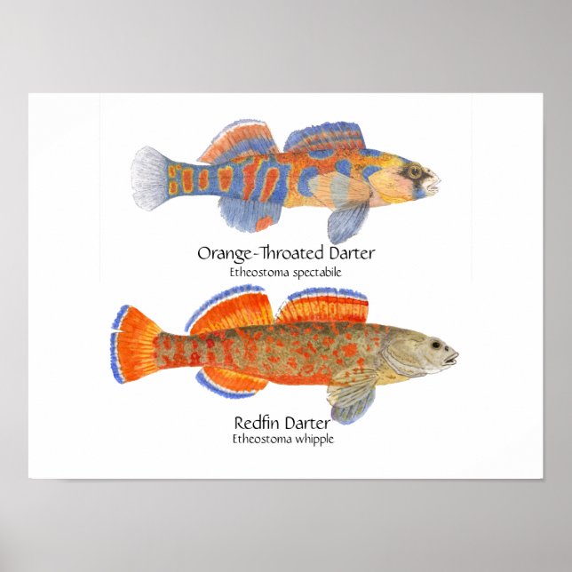 2 darters Poster (Front)