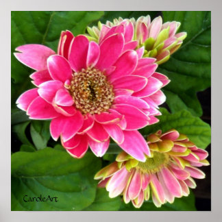 2 Deep Pink Dahlias Poster