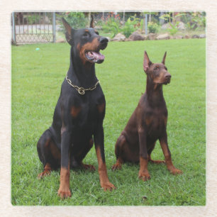 2 dobies glass coaster