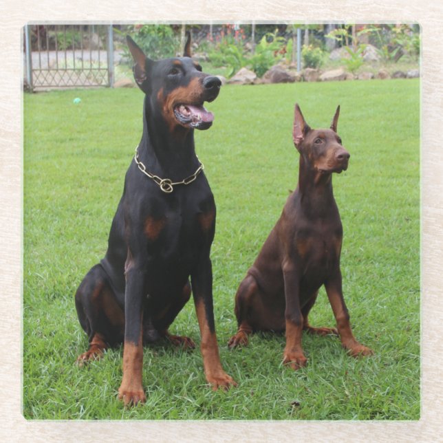 2 dobies glass coaster (Front)