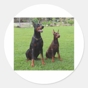2 dobies.png classic round sticker