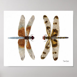 2 Dragonflies Art Poster