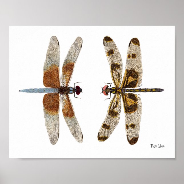 2 Dragonflies Art Poster (Front)