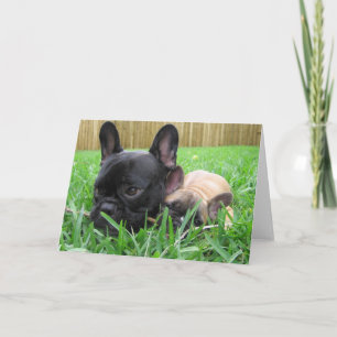 2 french bulldogs in the grass thank you card